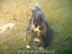 Nice picture made during muck dive... Dumaguette / Negros by Rene Brandenburg 